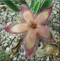 Stapelia 19 du jardin